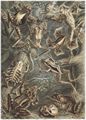 Haeckel, Ernst: Tafel 68: Batrachia. Fr�sche