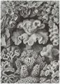 Haeckel, Ernst: Tafel 69: Hexacoralla. Sechsstrahlige Sternkorallen