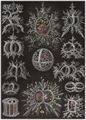 Haeckel, Ernst: Tafel 71: Stephoidea. Ringel-Strahlinge