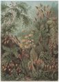 Haeckel, Ernst: Tafel 72: Muscinae. Laubmoose