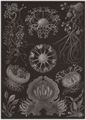 Haeckel, Ernst: Tafel 73: Ascomycetes. Schlauchpilze