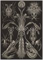 Haeckel, Ernst: Tafel 76: Thoracostraca. Panzerkrebse