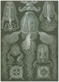 Haeckel, Ernst: Tafel 78: Cubomedusae. W�rfelquallen