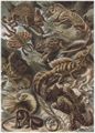 Haeckel, Ernst: Tafel 79: Lacertilia. Eidechsen