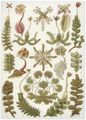 Haeckel, Ernst: Tafel 82: Hepaticae. Lebermoose