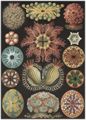 Haeckel, Ernst: Tafel 85: Ascidiae. Seescheiden
