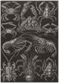 Haeckel, Ernst: Tafel 86: Decapoda. Zehnfu�krebse
