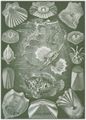 Haeckel, Ernst: Tafel 87: Teleostei. Knochenfische