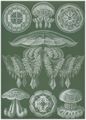 Haeckel, Ernst: Tafel 88: Discomedusae. Scheibenquallen