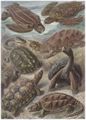 Haeckel, Ernst: Tafel 89: Chelonia. Schildkr�ten