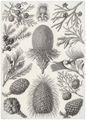 Haeckel, Ernst: Tafel 94: Coniferae. Zapfenb�ume