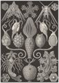 Haeckel, Ernst: Tafel 95: Amphoridea. Urnensterne