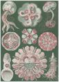 Haeckel, Ernst: Tafel 98: Discomedusae. Scheibenquallen