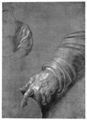 D�rer, Albrecht: Studie zum »Hl. Hieronymus«: Linker Arm