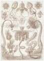 Haeckel, Ernst: Tafel 6: Tubulariae. R�hrenpolypen