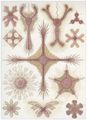 Haeckel, Ernst: Tafel 11: Discoidea. Scheiben-Strahlinge
