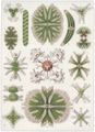 Haeckel, Ernst: Tafel 24: Desmidiea. Zierdinge