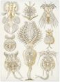 Haeckel, Ernst: Tafel 32: Rotatoria. R�dertiere