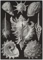 Haeckel, Ernst: Tafel 53: Prosobranchia. Vorderkiemen-Schnecken