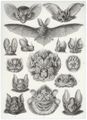 Haeckel, Ernst: Tafel 67: Chiroptera. Fledertiere