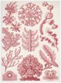 Haeckel, Ernst: Tafel 65: Florideae. Rotalgen