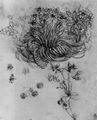 Leonardo da Vinci: Bl�hende Pflanzen
