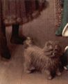 Eyck, Jan van: Arnolfini-Hochzeit, Hochzeitsbild des Giovanni Arnolfini und seine Frau Giovanna Cenami, Detail: Hund