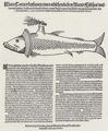Rauch, Matth�us: Monsterfisch, gefangen in Holstein am 2. Februar 1599