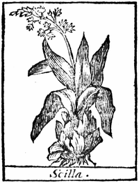 Scilla.