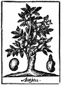 Acajou