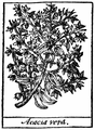 Acacia
