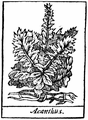 Acanthus