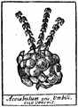 Acetabulum