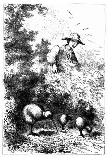 Der seel�ndische Kiwi. (S. 588.)