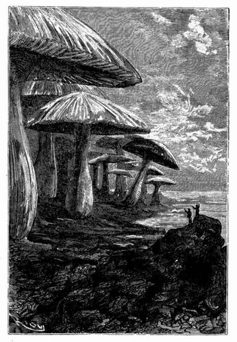 Ein Wald von Champignons. (S. 162.)
