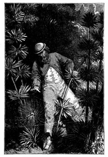Ein V�glein im Netz der Spinne. (S. 147.)