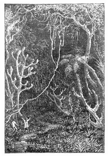 Ein Wald der terti�ren Epoche. (S. 210.)