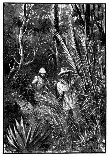 Sie folgten dabei einer Art, durch niedergetretenes Gras erkennbarem Flu�pfade. (S. 319.)