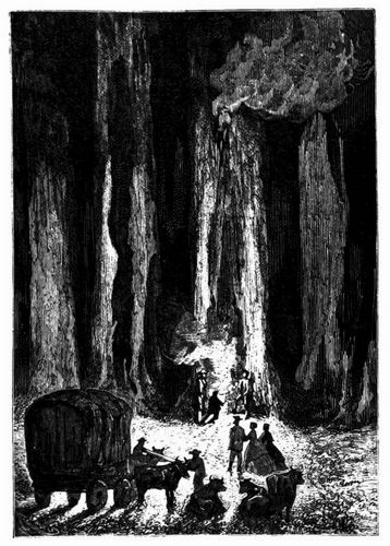Nachtlager am Fu�e einer Eucalypte. (S. 407.)