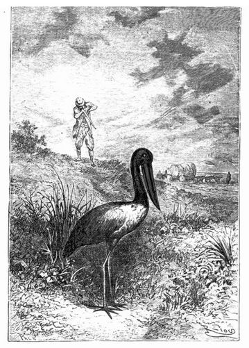 Der Riesenkranich. (S. 347.)