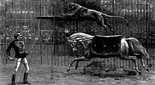 Ein L�we als Kunstreiter.