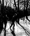 May, Karl/Aufs�tze, Reden, offene Briefe und Sonstiges/Jagd auf wilde Truth�hner in Texas