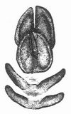 Fig. 2. F�hrte des Wildschweins (�berl�ufer). 1/4 nat. Gr��e.
