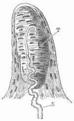 Fig. 2. Tastpapille aus der Handfl�che. N Nerv, T Tastk�rperchen.