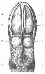 Fig. 1. Klauen. a Schalen, b Hohle, c Ballen, d Oberr�cken.