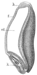 Fig. 1. Weizenkorn. (L�ngsschnitt.)