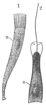 Fig. 1. Flimmerzelle. Fig. 2. Gei�elzelle mit Kragensaum (von einem Schwamm). n Kern.