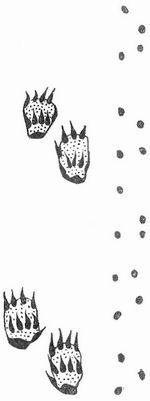 Spur des Steinmarders.