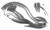 Bl�te von Rhinanthus. a Staubgef��.
