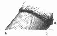 Fig. 2. a Krone, b Tragerand des Hufes.